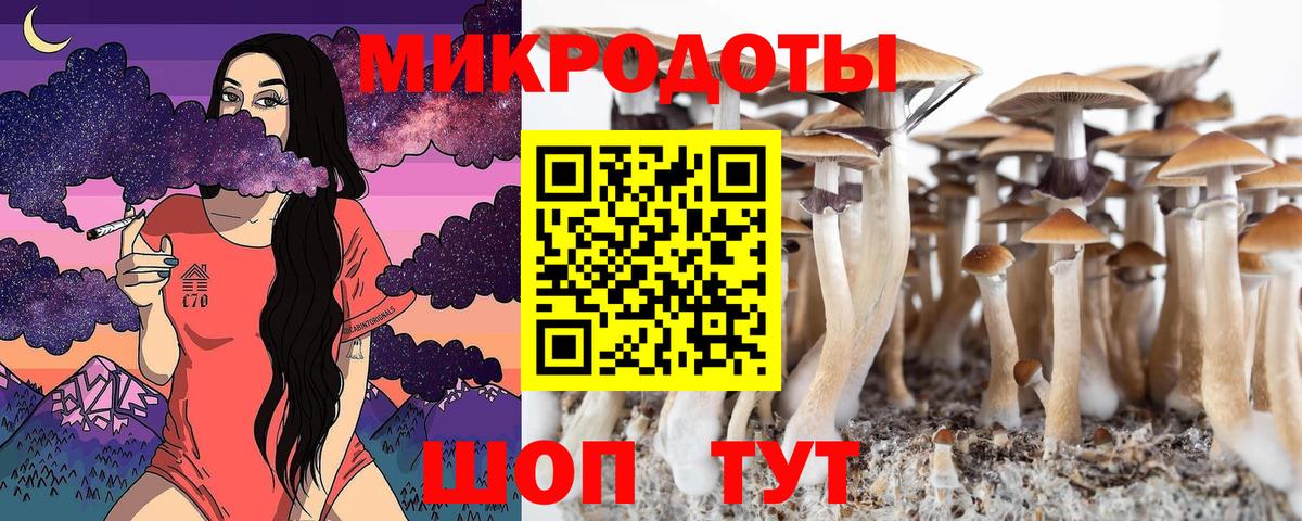 где продают   Мирный  Псилоцибиновые грибы Psilocybine cubensis 